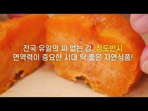 달콤한 청도반시의 계절이 왔다 ㅣ 청도군청