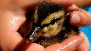 This Duckling Swims Backwards!