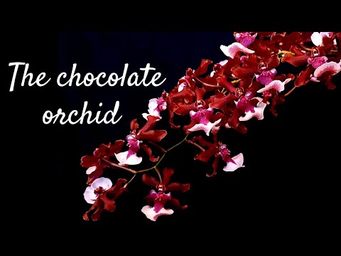 How to care for the Oncidium Sharry baby 🍫(the chocolate orchid) | Light, flowering and watering