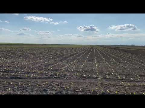 🌽Pioneer 0937 & 9415 🌧