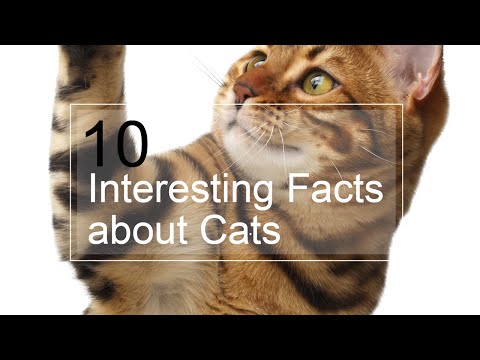 10 Interesting Facts about Cats