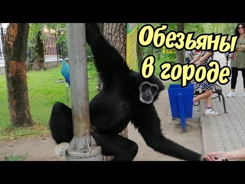 500 Подписчиков. Обезьяна и говорящий попугай