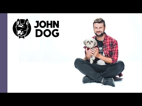 Jak nauczyć psa noszenia ubranka - TRENING PSA - John Dog