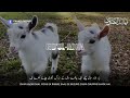 Bakra Eid Special WhatsApp Status The Knife Is Hidden Bakrid Status Bakrid Status 2022 HD