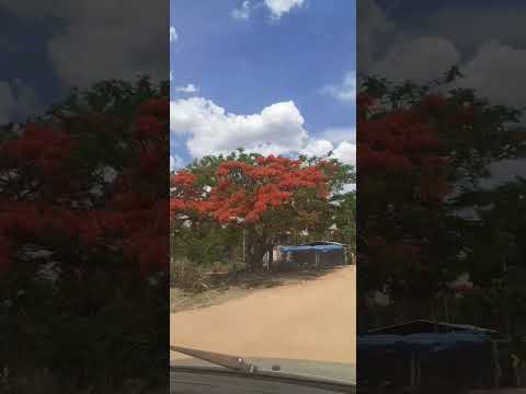 assentamento São Domingos GOIAS