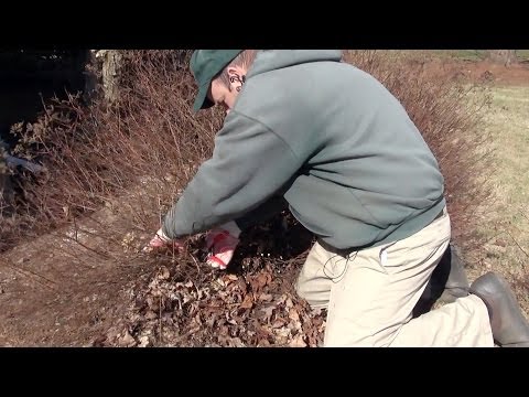 Renewal Pruning Spirea - Taming the Monster