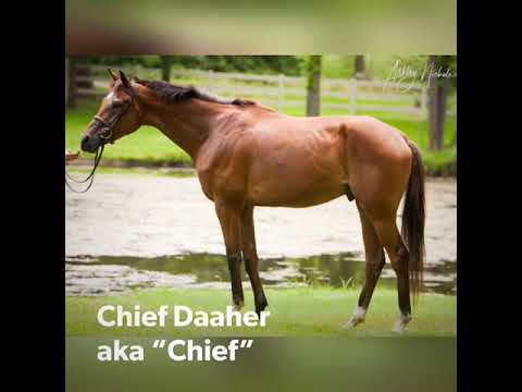 Elysian Meadows LLC- Chief Daaher