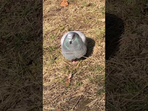 ブロンズナペドバトについて詳しく解説