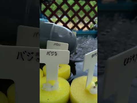 無土栽培アクアポニックスシステム比較