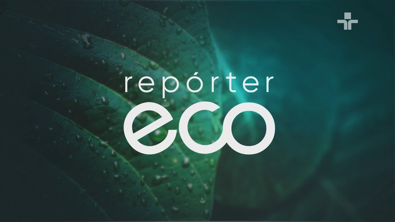 REPÓRTER ECO | QUEIMADAS E DESMATAMENTO NO ALTO XINGÚ | 17/11/2024