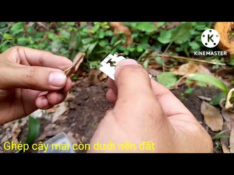 Ghép cây mai trồng dưới đất