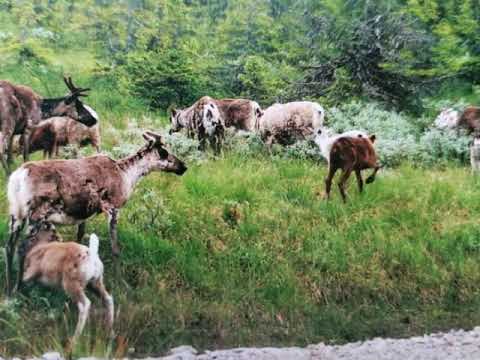 Nu Ska Vi Skörda Linet Idag