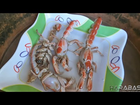 EP703-P2 - Uson-Uson Catch and Cook | Occ. Mindoro