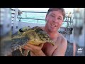 Steve Irwin Studies Sea Turtle In Moreton Bay The Crocodile Hunter Animal Planet