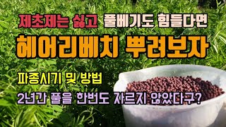 제초제 안하고 풀관리하기위해 헤어리베치씨를 뿌렸습니다  헤어리베치 봄파종 및 관리 방법 콩과식물 질소고정 초…