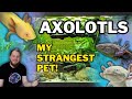 AXOLOTLS! (All Beginner Questions Answered!) Tank setup, Feeding, Tankmates and more.