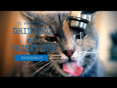 Cat Drinking or Urinating Too Much?