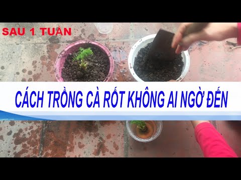 , title : 'Cách trồng cà rốt 1 lần ăn mãi không cần hạt giống | Cách trồng cà rốt tại nhà cực đơn giản,'