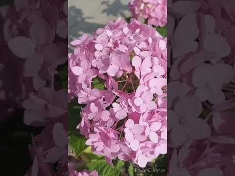 Flowers Blooming in My Garden