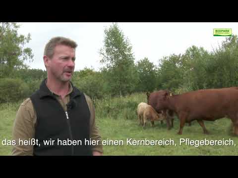 Mutterkuhhaltung im Müritz-Nationalpark