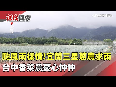 颱風兩樣情！宜蘭三星蔥農求雨　台中香菜農憂心忡忡