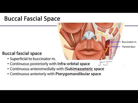 Face LO - Fascial Spaces