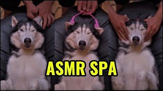 ASMR Spa | You’ve Never Seen a Husky This Calm…