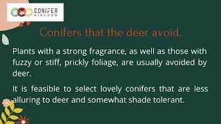 A Detailed Description About Deer resistant evergreens