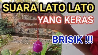 Download lagu Suara LATO LATO Yang Keras Bikin Brisik mp3 Download lagu Suara LATO LATO Yang Keras Bikin Brisik mp3
