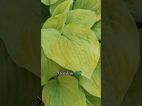 Najpiękniejsze Hosty (funkie) Cz. 9 #hostaAugustMoon #funkia #funkie