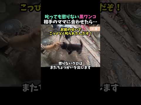 叱っても懲りない黒ワンコ｜相手のママに会わせたら…