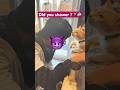 The Most Epic Cat Slap Ever Sneaky Cat Shorts
