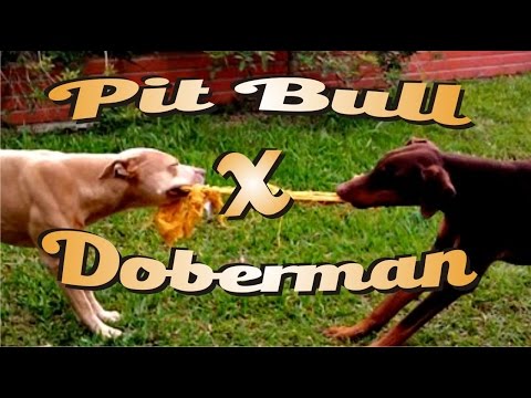Pitbull Vs. Doberman