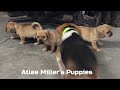 Puggle dogs for sale: Penny - Video 1