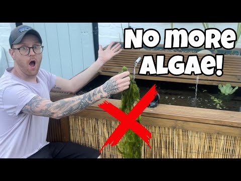 TOP ‘5’ Pond Plants to STOP ALGAE!