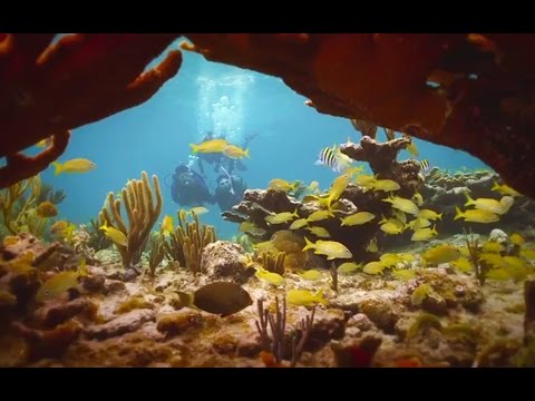 Play Video Youtube Video