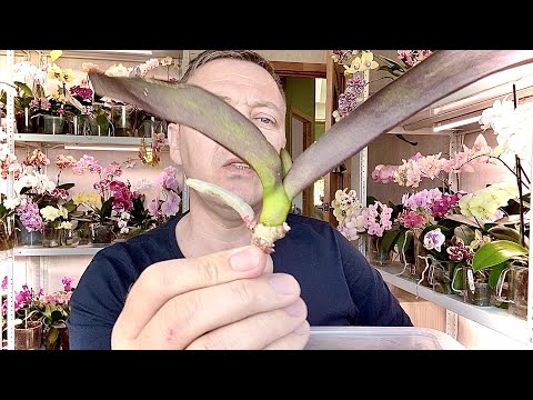 , title : 'как нарастить корни орхидеи БЕЗ МХА сфагнум