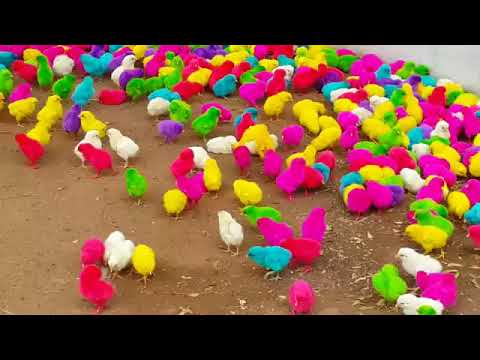 Colors of Chocha's🐣