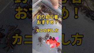 カニでクロダイ狙っちゃおう！カニの針への刺し方