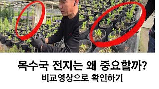 목수국 전지의 중요성! 영상으로 확인하세요