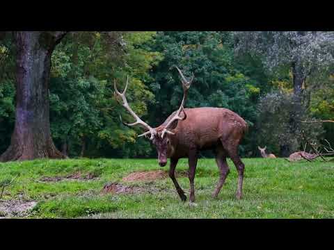 Wildlife in 4K | Most Beautiful Deer Herds | Deer's Antler | Nature Documentary