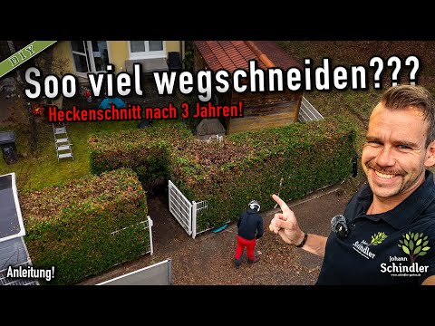 Properly pruning thuja: Here's what you absolutely must pay attention to! [Instructions]