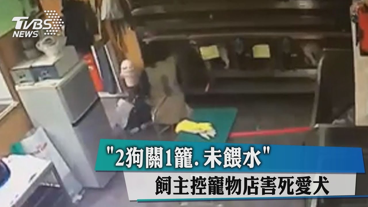 扯!寵物寄宿店將大小犬塞同籠 釀打架亡