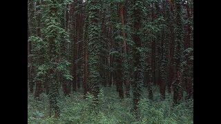 Driver - Forest [Full BeatTape]