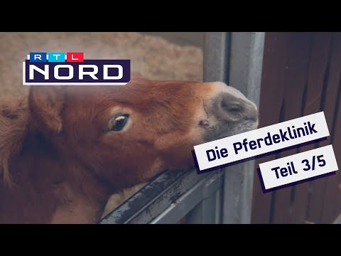 The Horse Clinic Part 3: Dog Attack and Abdominal Surgery