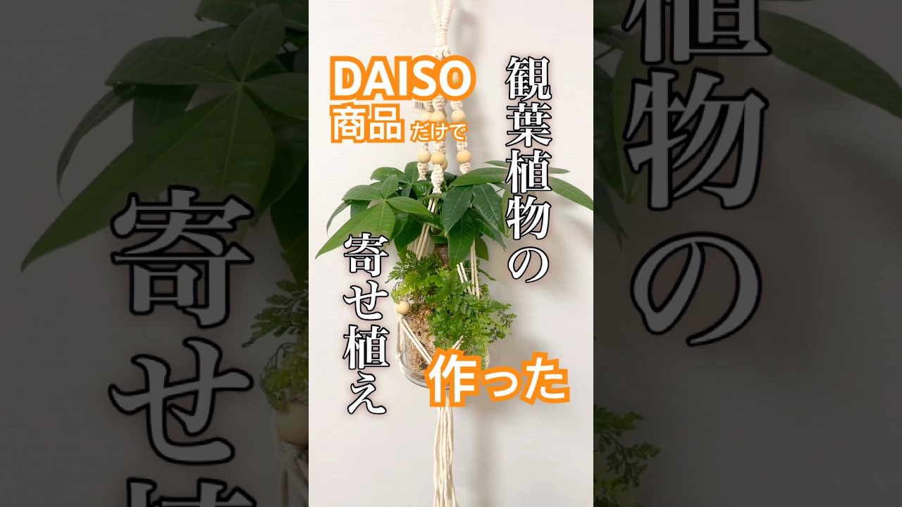 【土を使わない】DAISOのクリア植木鉢とマクラメで観葉植物の寄せ植え！ #daiso #観葉植物 #shorts