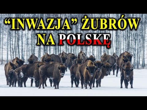 Atakują, Niszczą Uprawy, Powodują Kolizje - Coraz Więcej Żubrów - Co Robić?