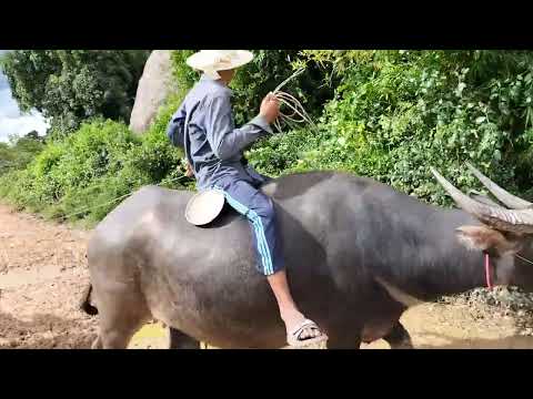 We ride to see the rice fields in Baray commune