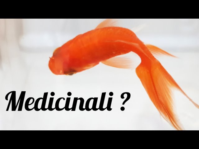 Vídeo relacionado con La noche en que los animales hablan (Pesci rossi)