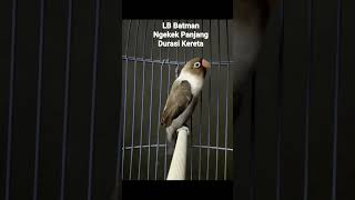 Download lagu Lovebird Batman Ngekek Panjang Durasi Kereta mp3